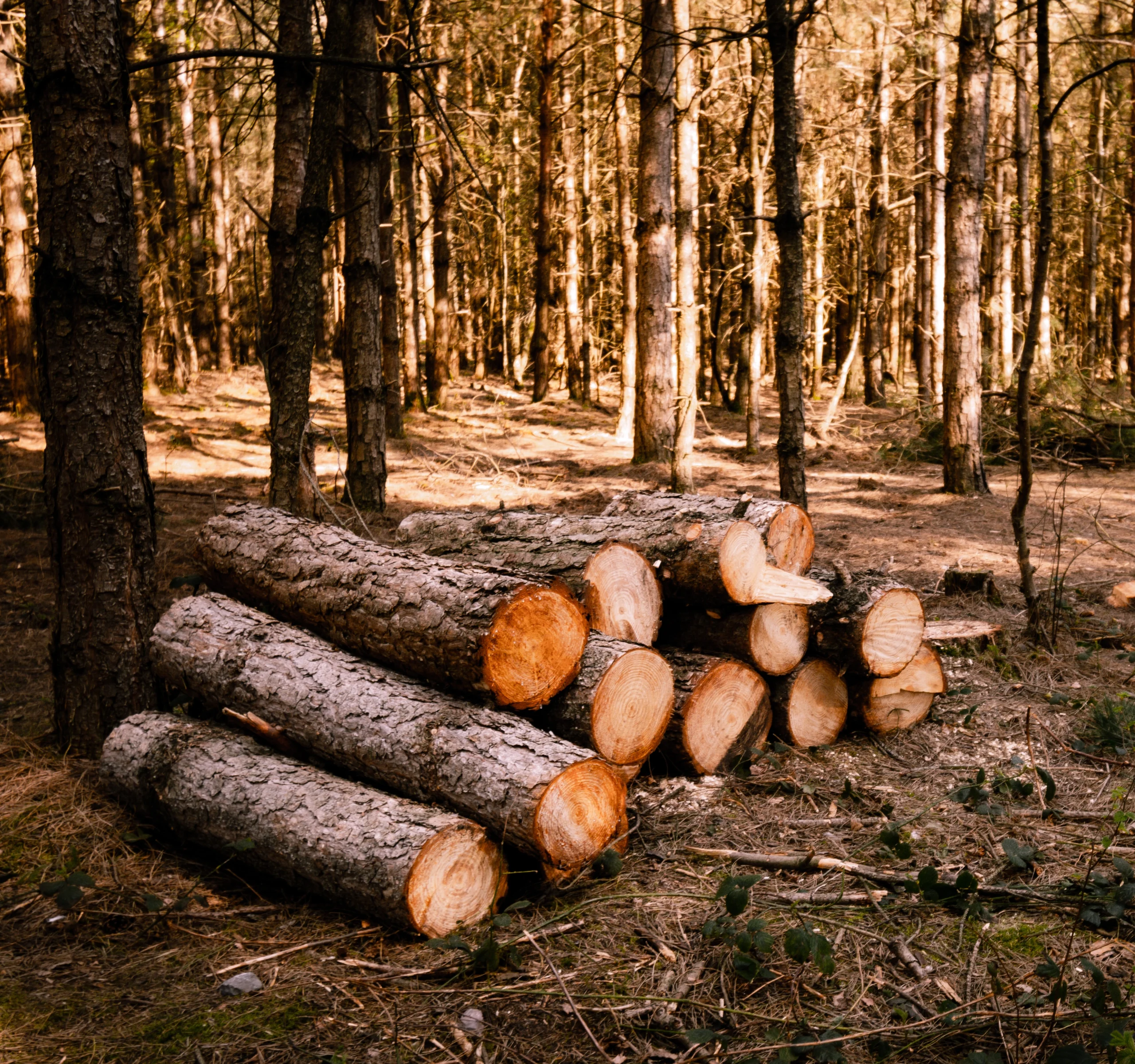 poda i tala d'arbres