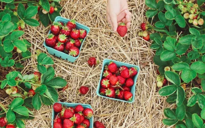 Idees per a Jardins Ecològics