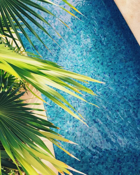 palmeras