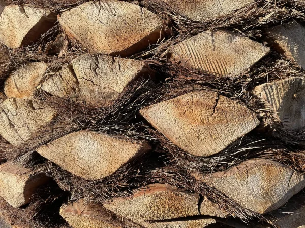 poda-de-palmeras